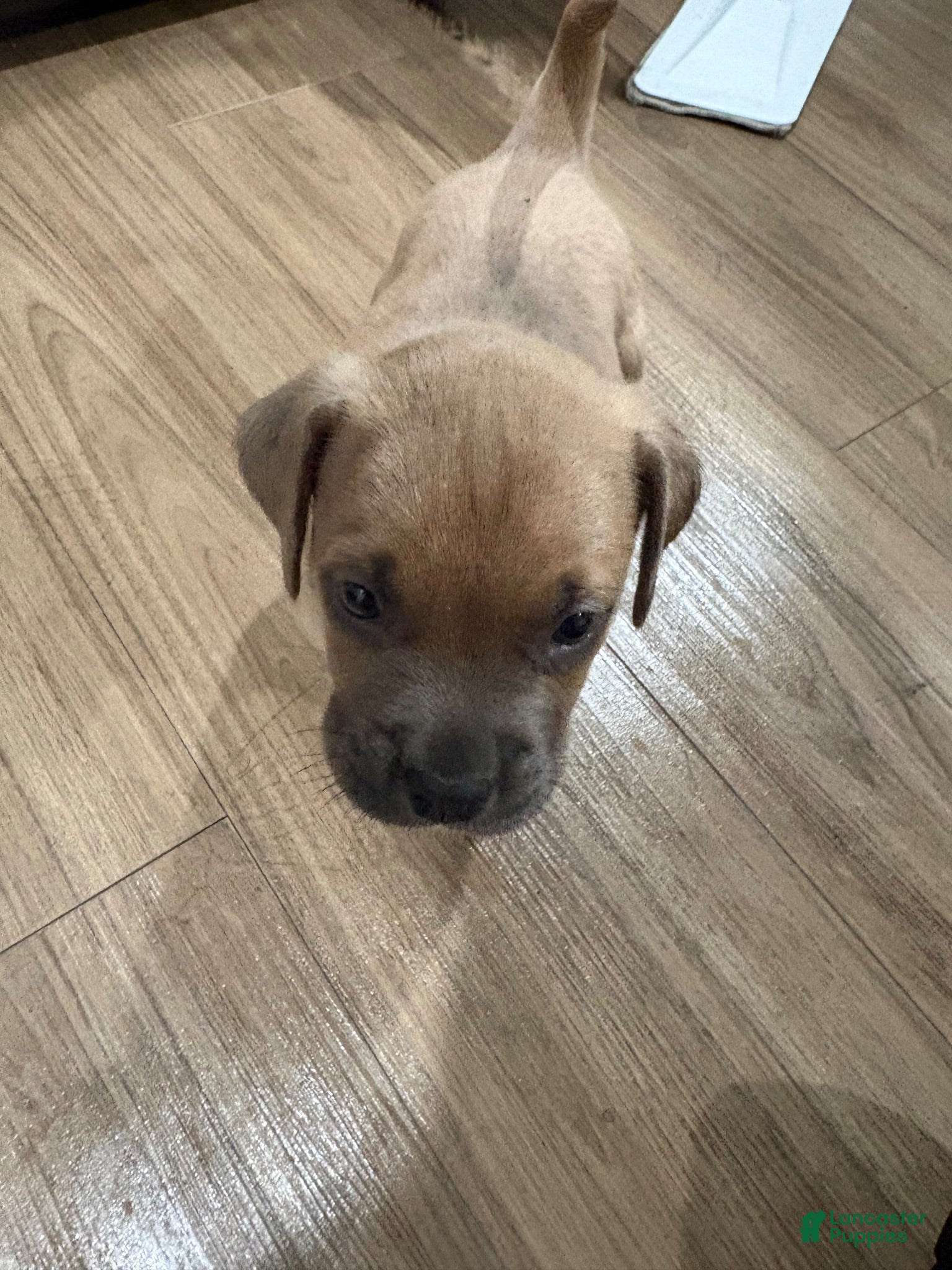 Mixed Breed dogs Mixed Breed 1 - Ad 39