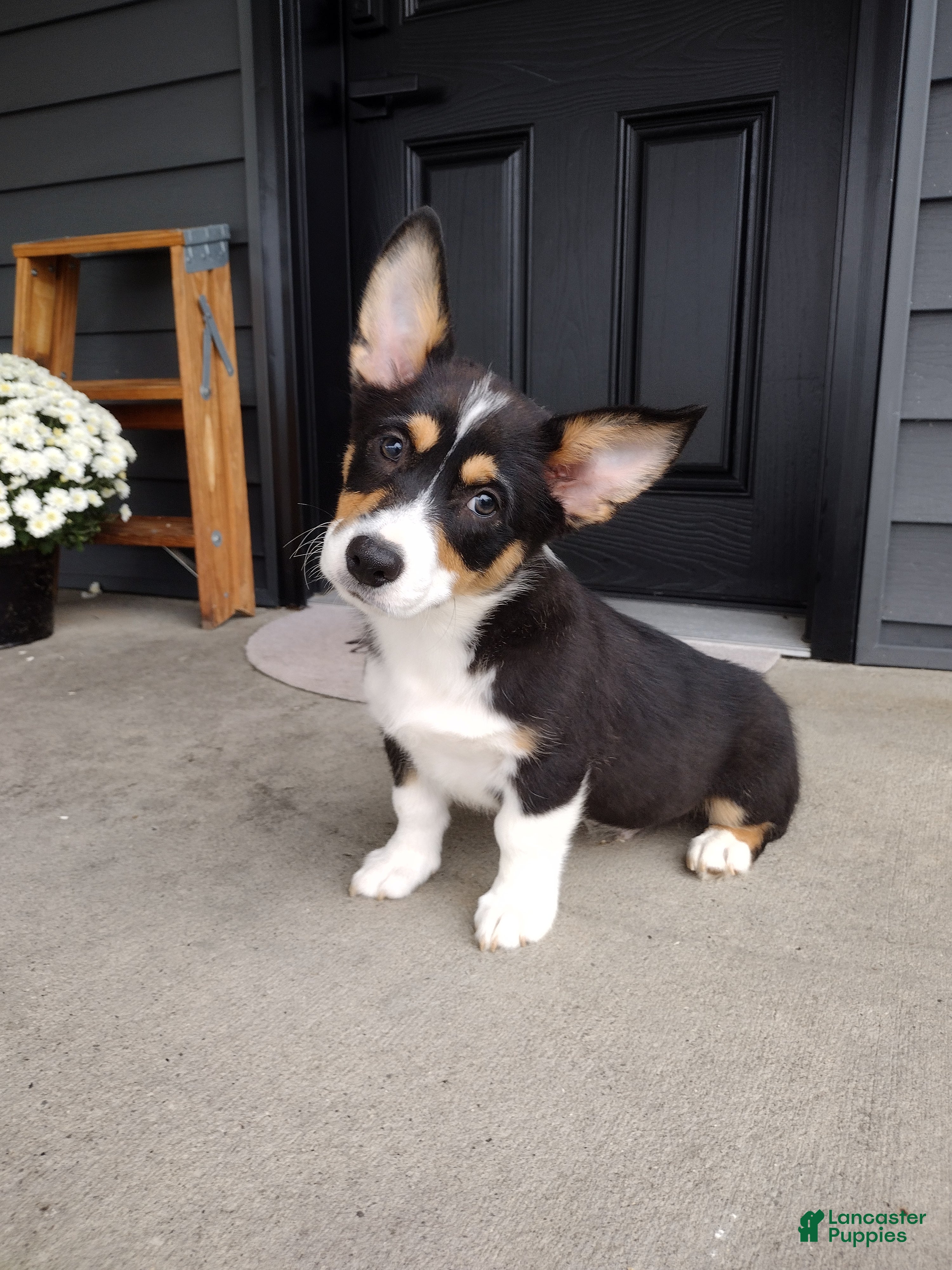 Welsh Corgi Pembroke dogs Ace - Ad 2