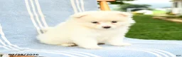 Pomeranian dogs for sale: Montie - Ad 3