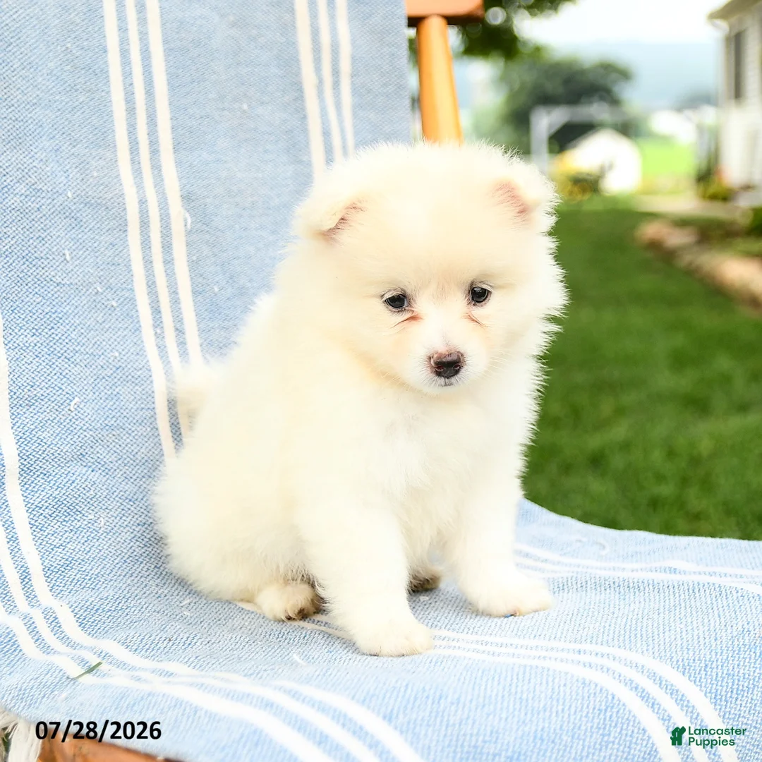Pomeranian dogs for sale: Montie - Ad 3