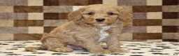 Mixed Breed dogs for sale: Micky - Ad 4