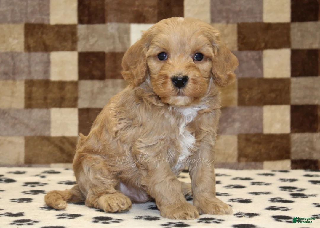 Mixed Breed dogs for sale: Micky - Ad 4