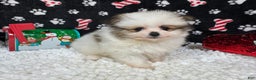 Pomeranian dogs for sale: Pomeranian Puppy 2 - Ad 2