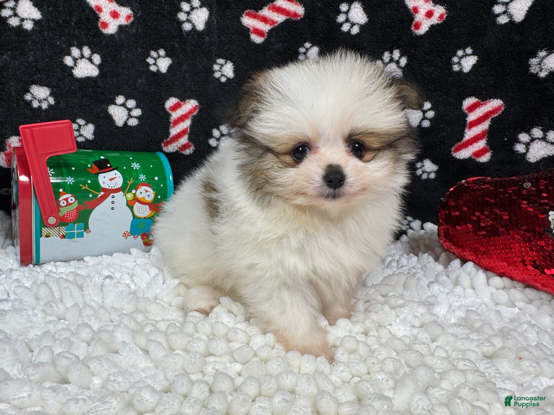 Pomeranian dogs for sale: Pomeranian Puppy 2 - Ad 2