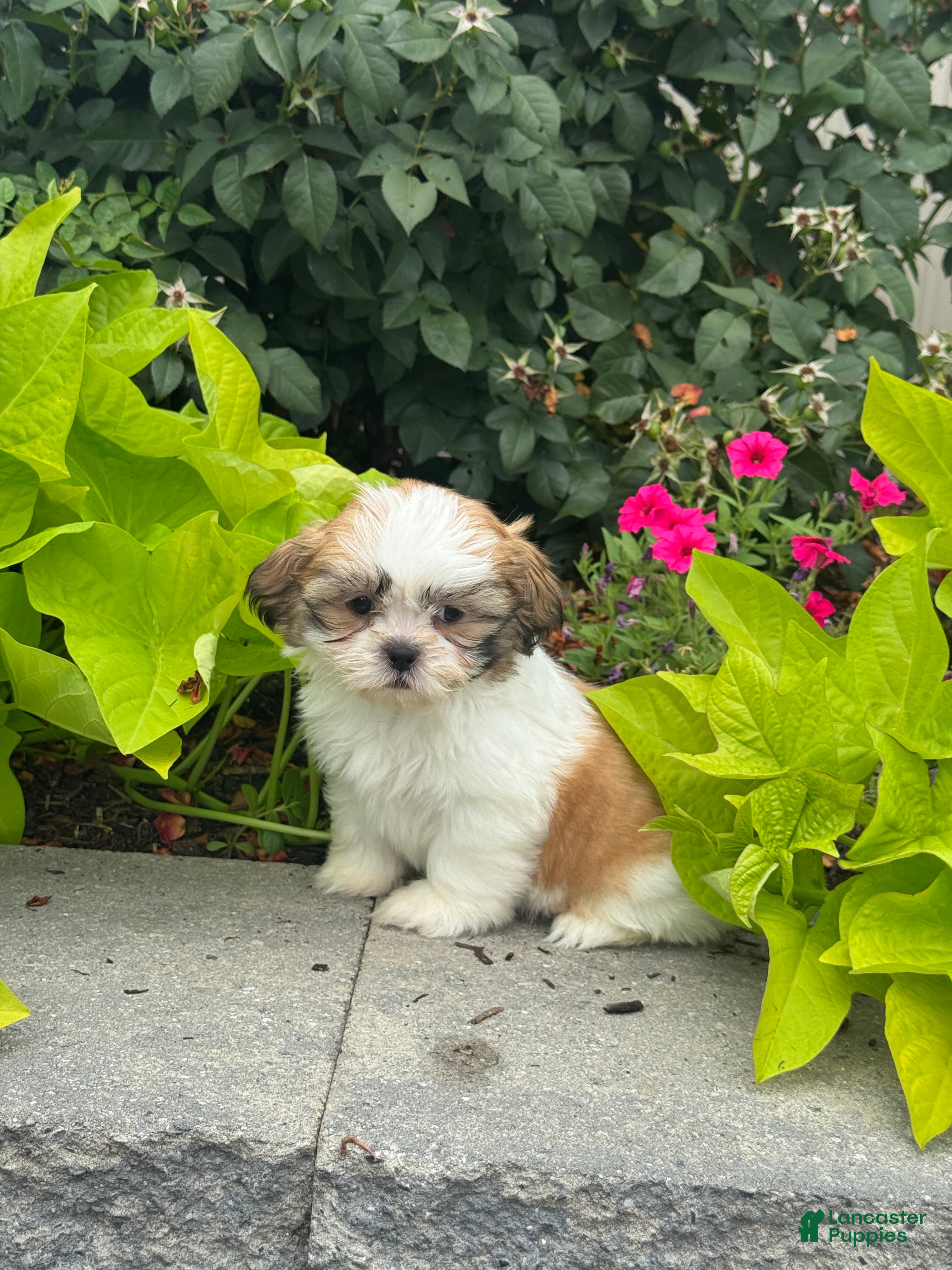 Shih Tzu dogs for sale: Sandy - Ad 2