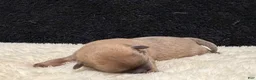 Chihuahua dogs for sale: Chihuahua 2 - Ad 3