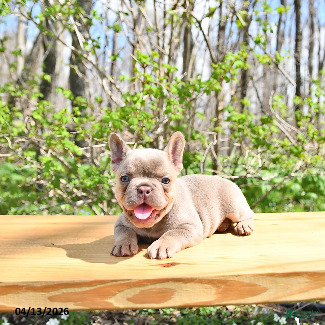 French Bulldog dogs for sale: Beau - Ad 1