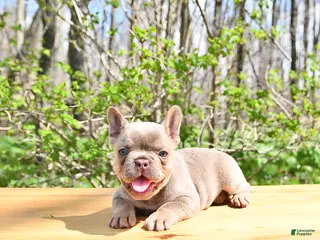 French Bulldog dogs for sale: Beau - Ad 4