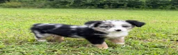 Miniature Australian Shepherd dogs for sale: Miniature Australian Shepherd 2 - Ad 3