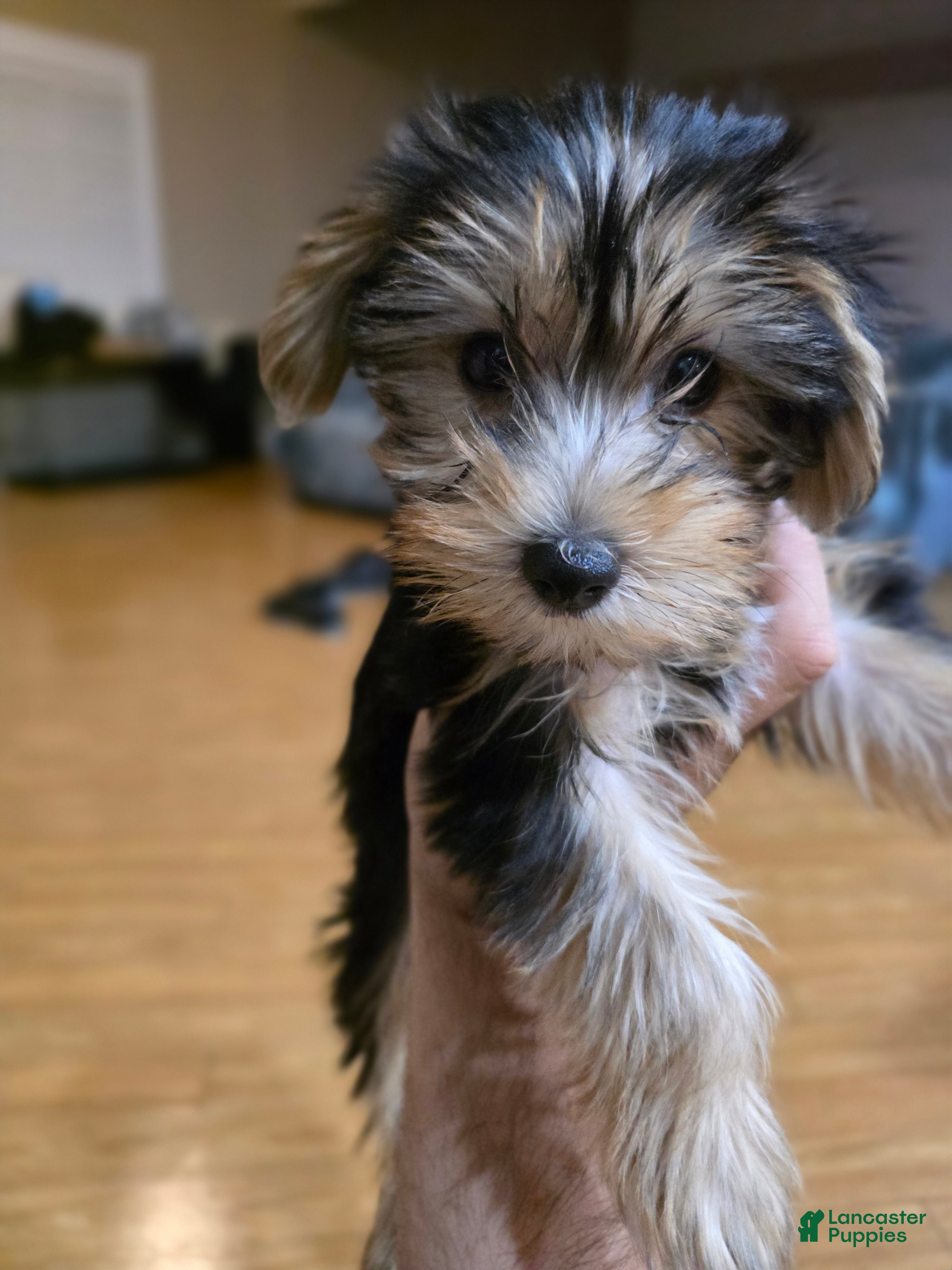 Yorkshire Terrier dogs Duchess - Ad 22