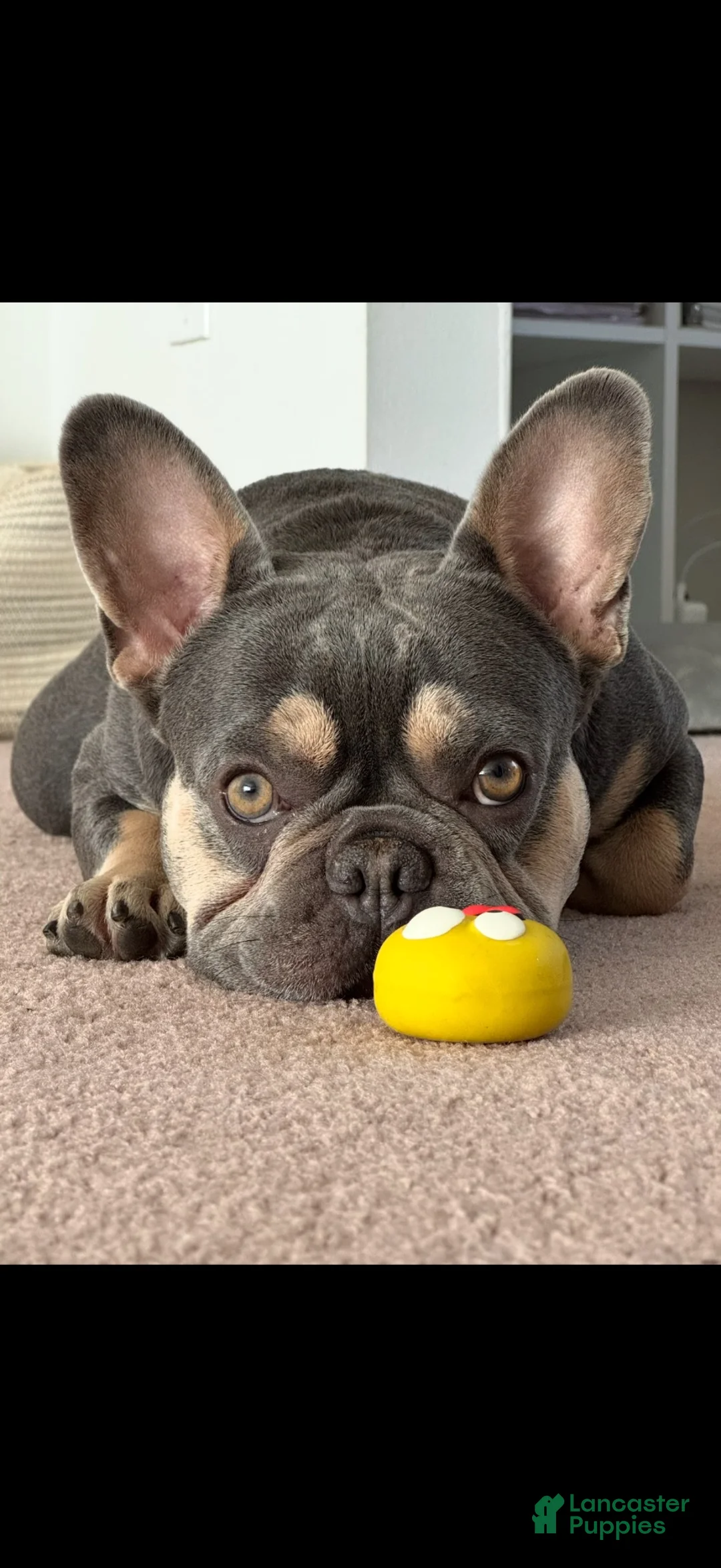 French Bulldog dogs for sale: Isabella - Ad 2