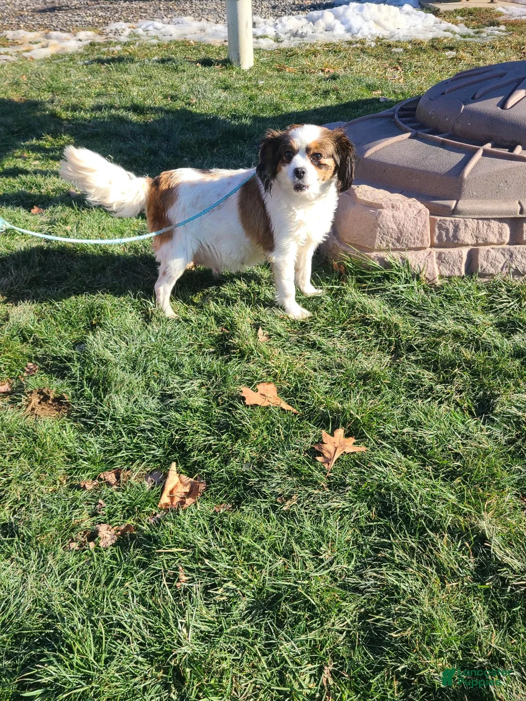 Cavapoo dogs for sale: Racer - Ad 11