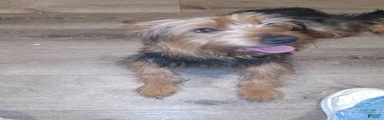 Yorkshire Terrier Puppy 3