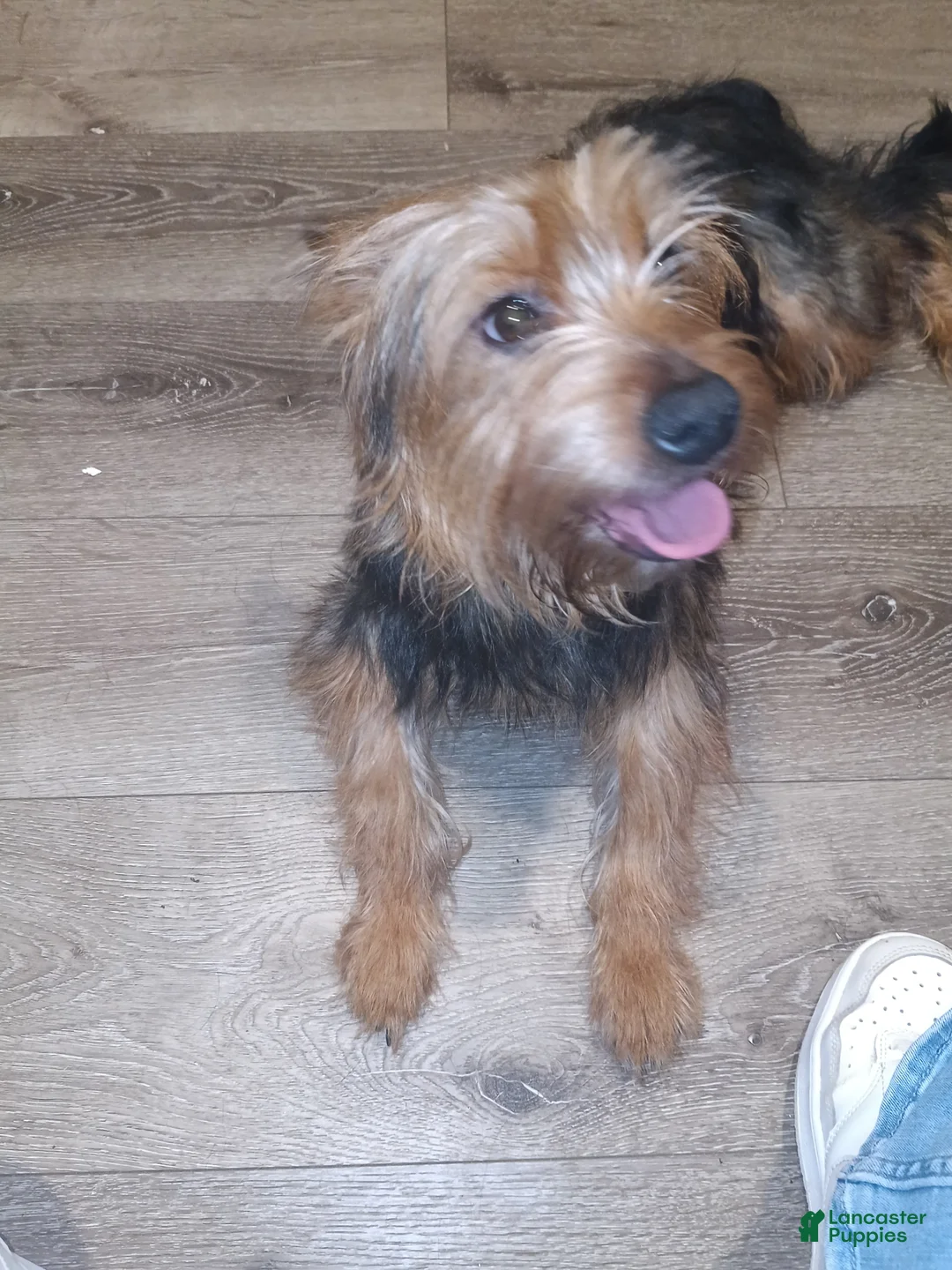 Yorkshire Terrier dogs for sale: Yorkshire Terrier Puppy 3 - Ad 1