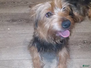 Yorkshire Terrier dogs Yorkshire Terrier Puppy 3 - Ad 18