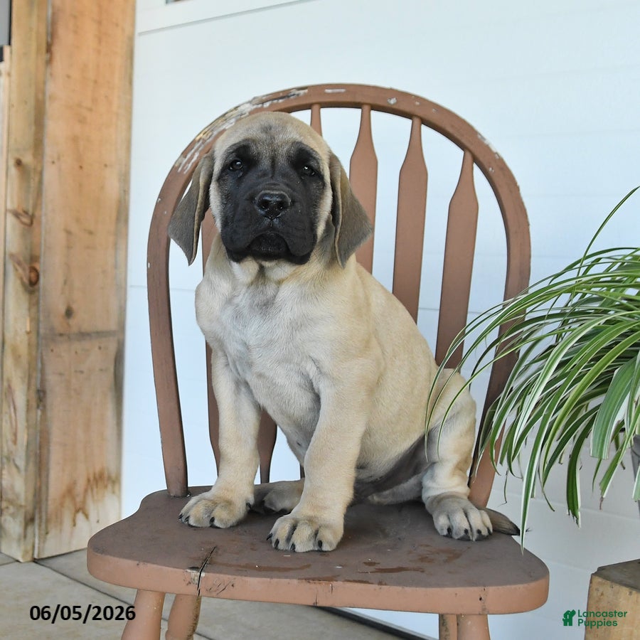English Mastiff dogs Max - Ad 2