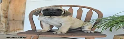 English Mastiff dogs for sale: Max - Ad 2