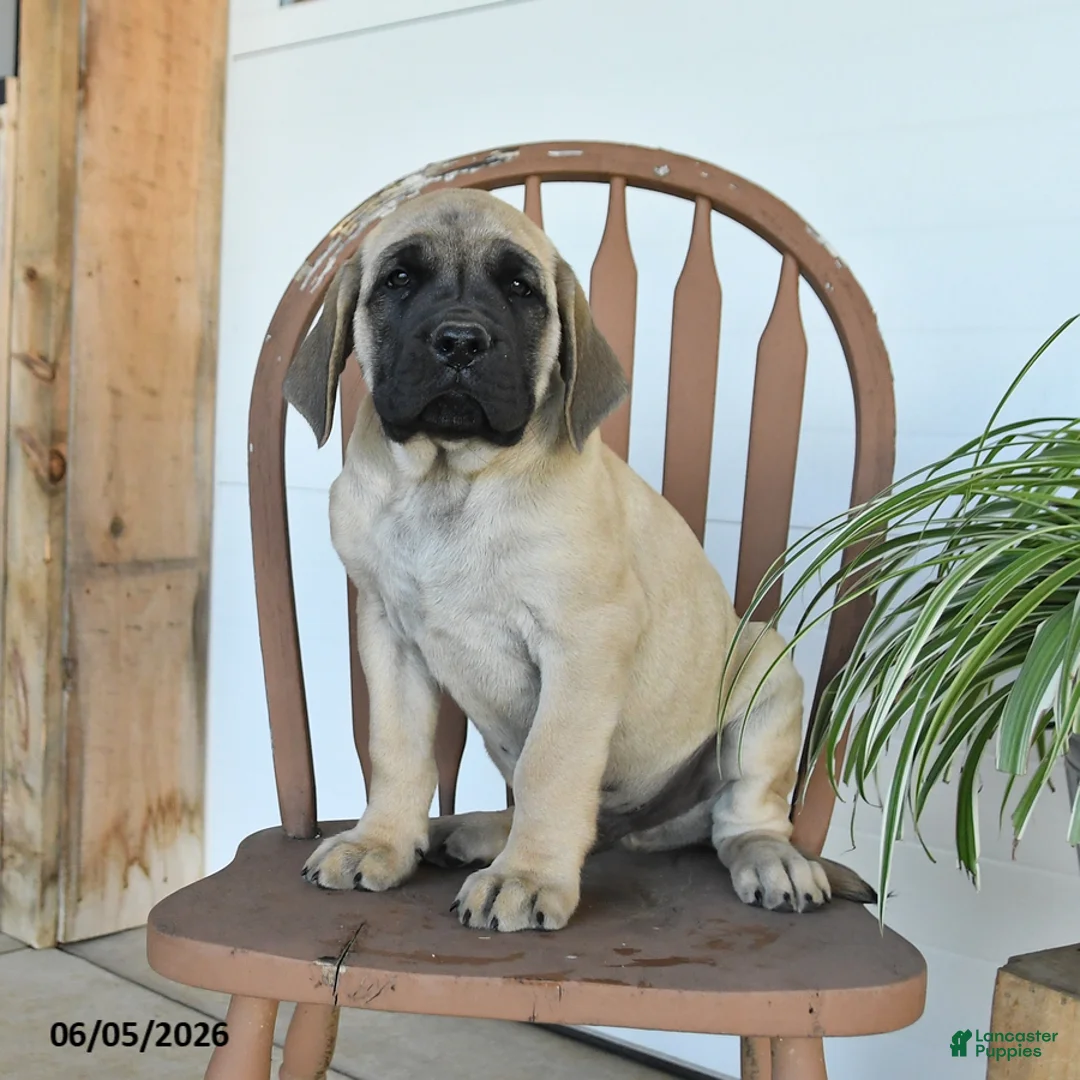 English Mastiff dogs for sale: Max - Ad 2