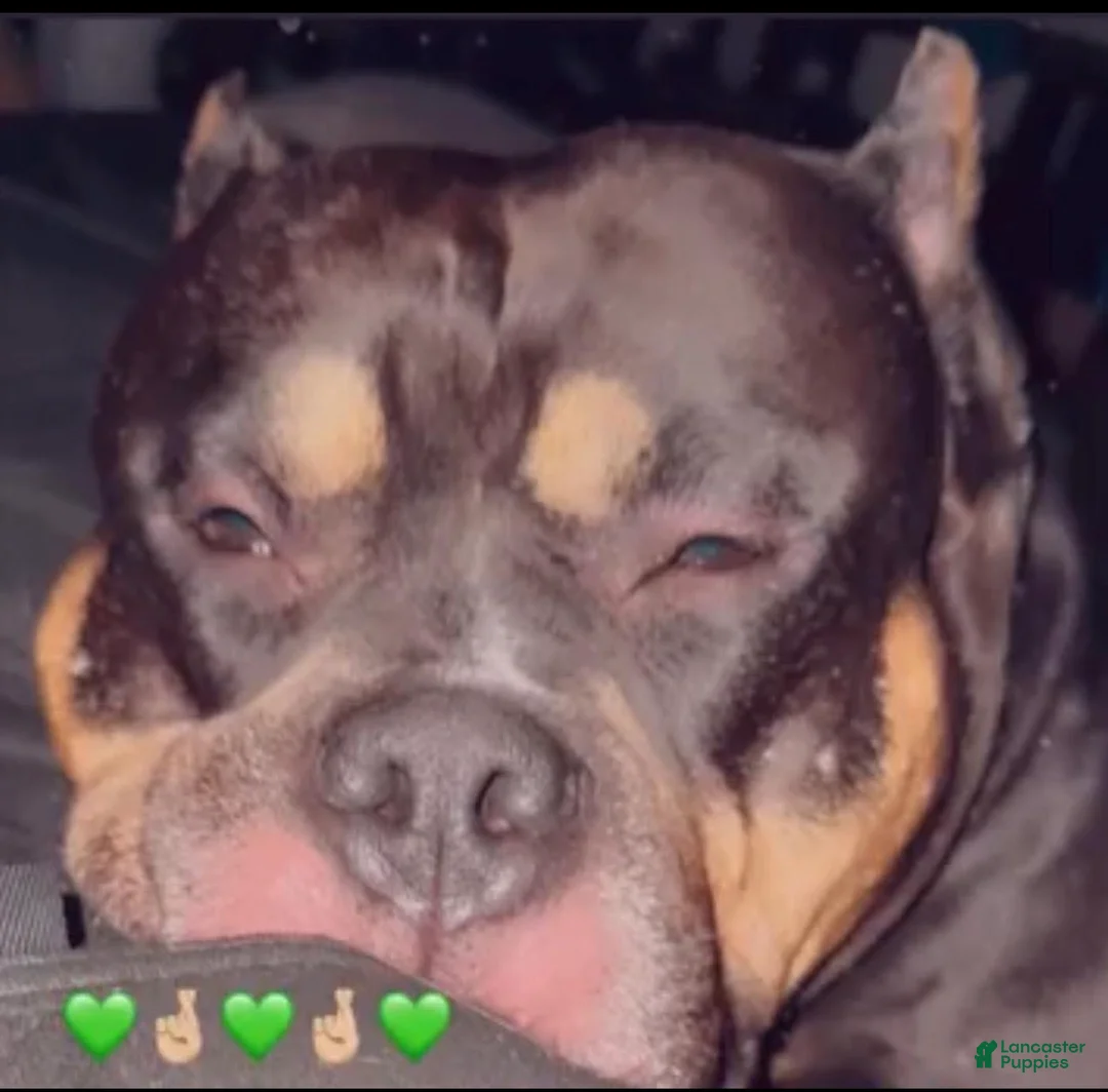 American Bully dogs for sale: American Bully Puppy 1 - Ad 13