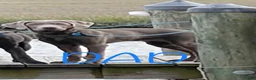 Labrador Retriever dogs for sale: Summer  - Ad 8