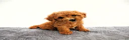 Mini Goldendoodle dogs for sale: Marly - Ad 1