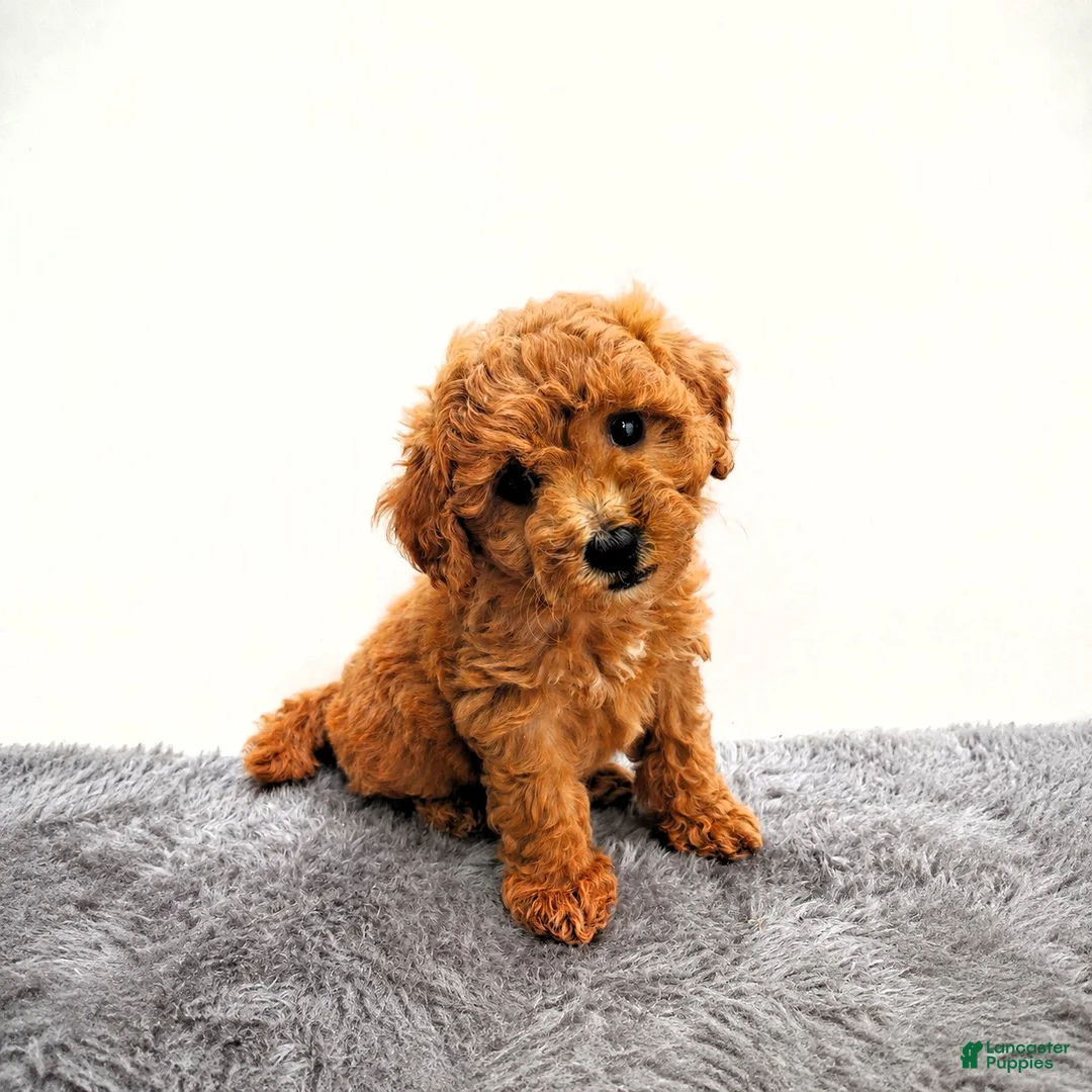 Mini Goldendoodle dogs for sale: Marly - Ad 1