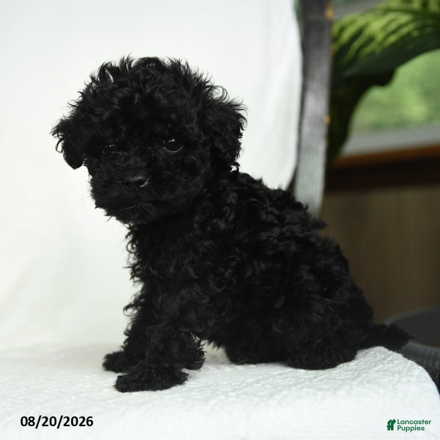 Toy Poodle dogs Donna - Ad 1