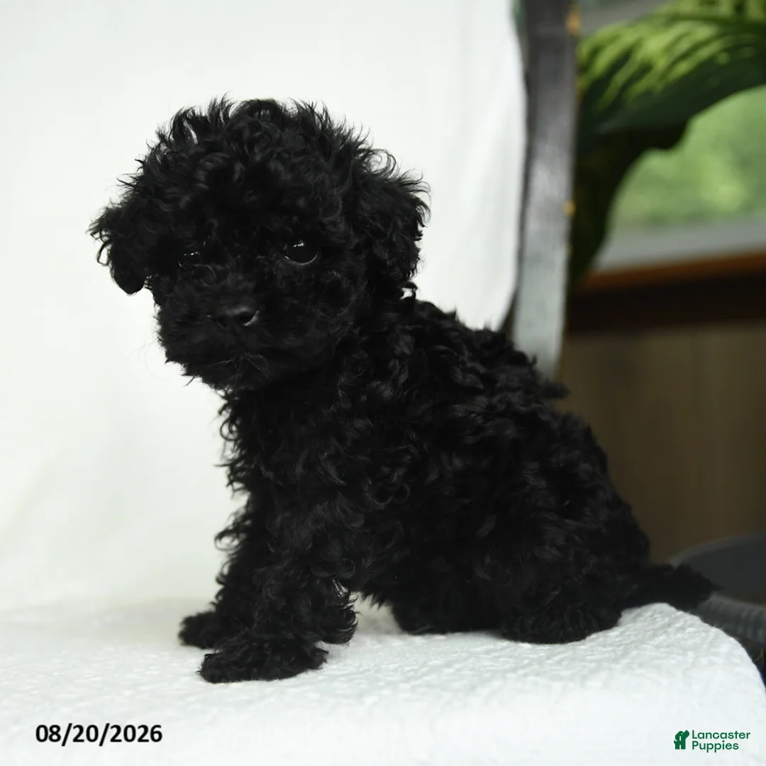 Toy Poodle dogs for sale: Donna - Ad 1