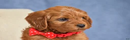 Cavapoo dogs for sale: Faith - Ad 4