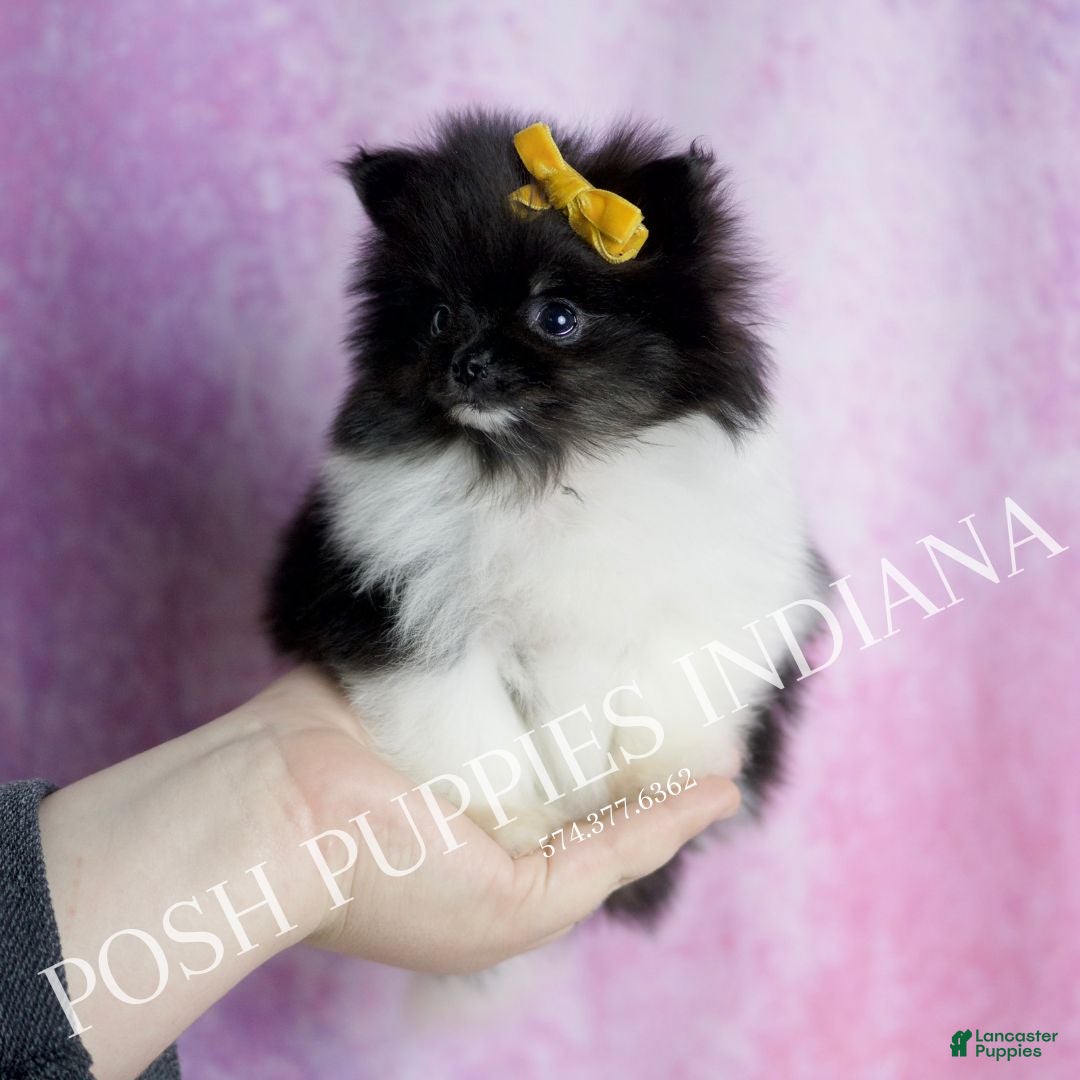 Pomeranian dogs for sale: Oreo - Ad 1