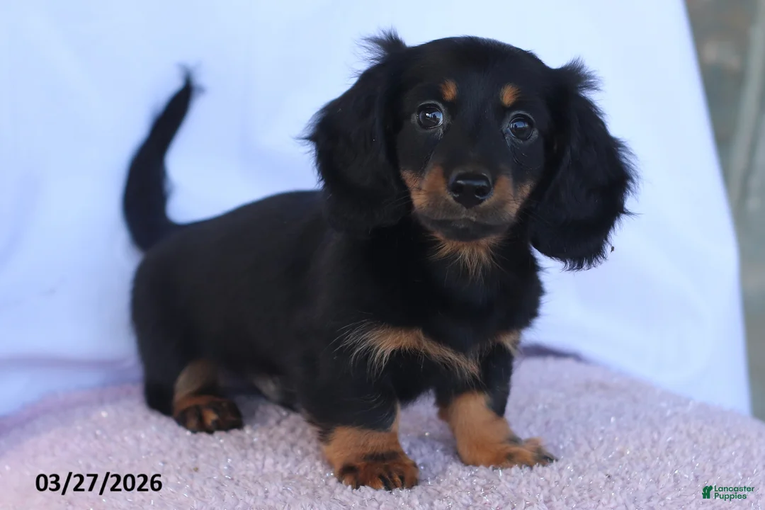 Miniature Dachshund dogs for sale: Stevie - Ad 2