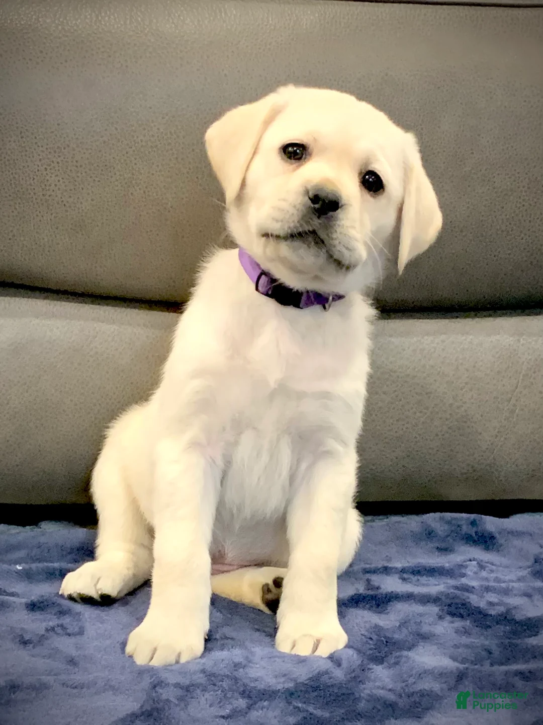 Labrador Retriever dogs for sale: River - Ad 3