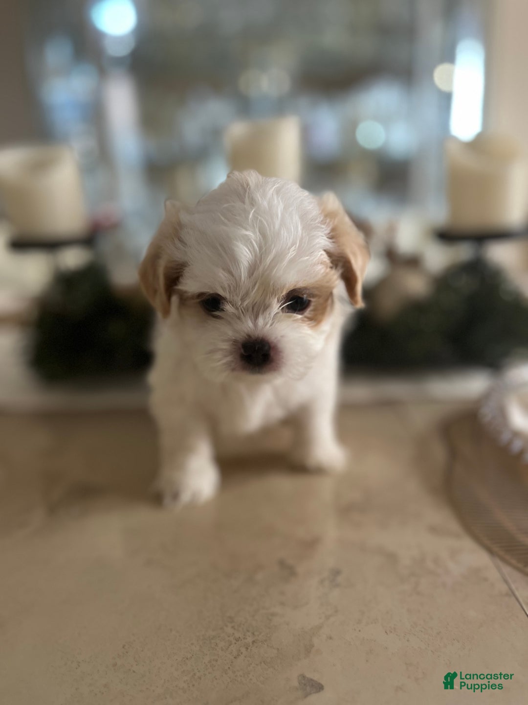 Shih Tzu dogs for sale: Atum - Ad 10