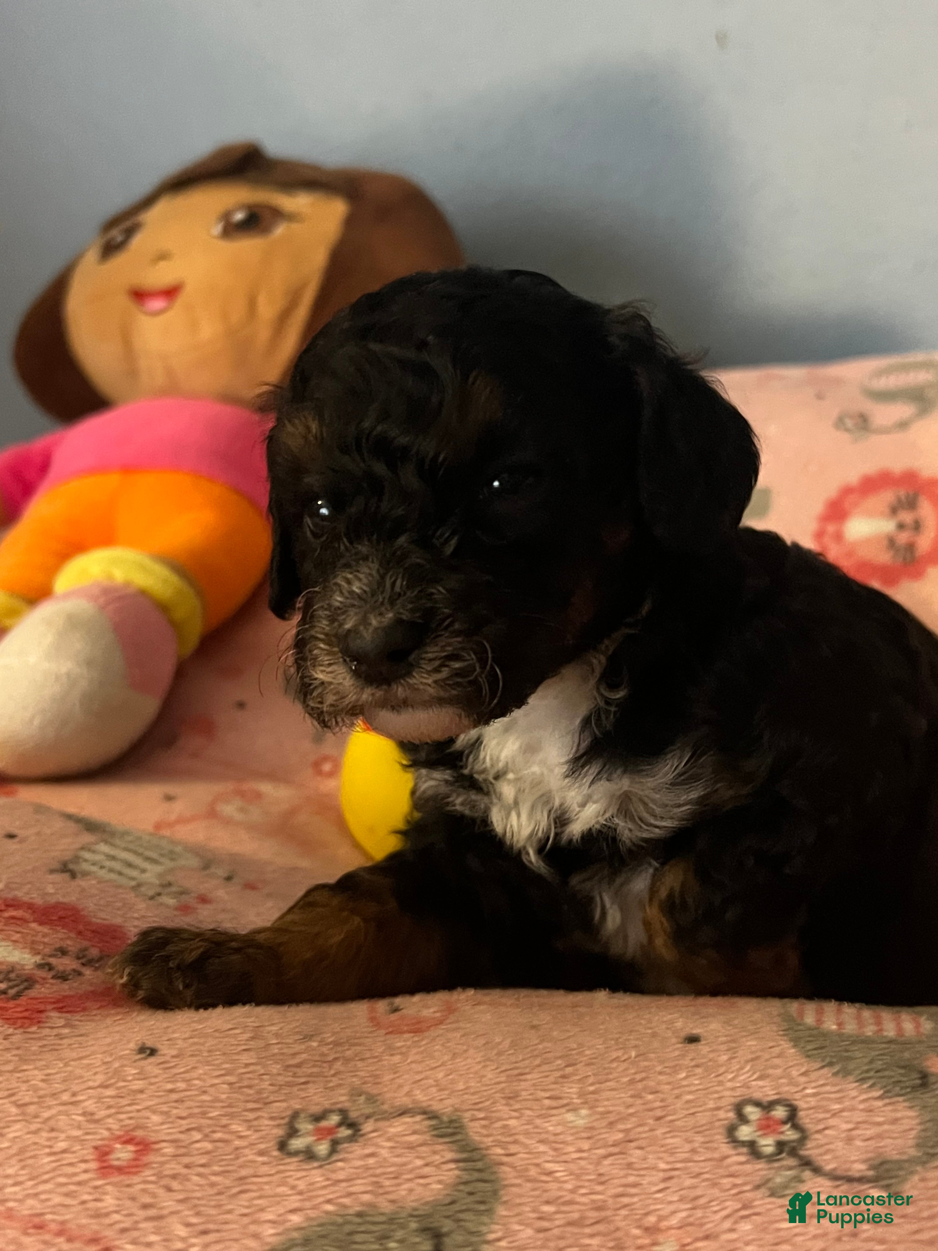 Miniature Poodle dogs for sale: Jazmine - Ad 3