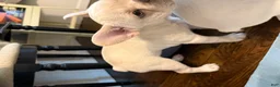 French Bulldog dogs for sale: French Bulldog 1 - Ad 13