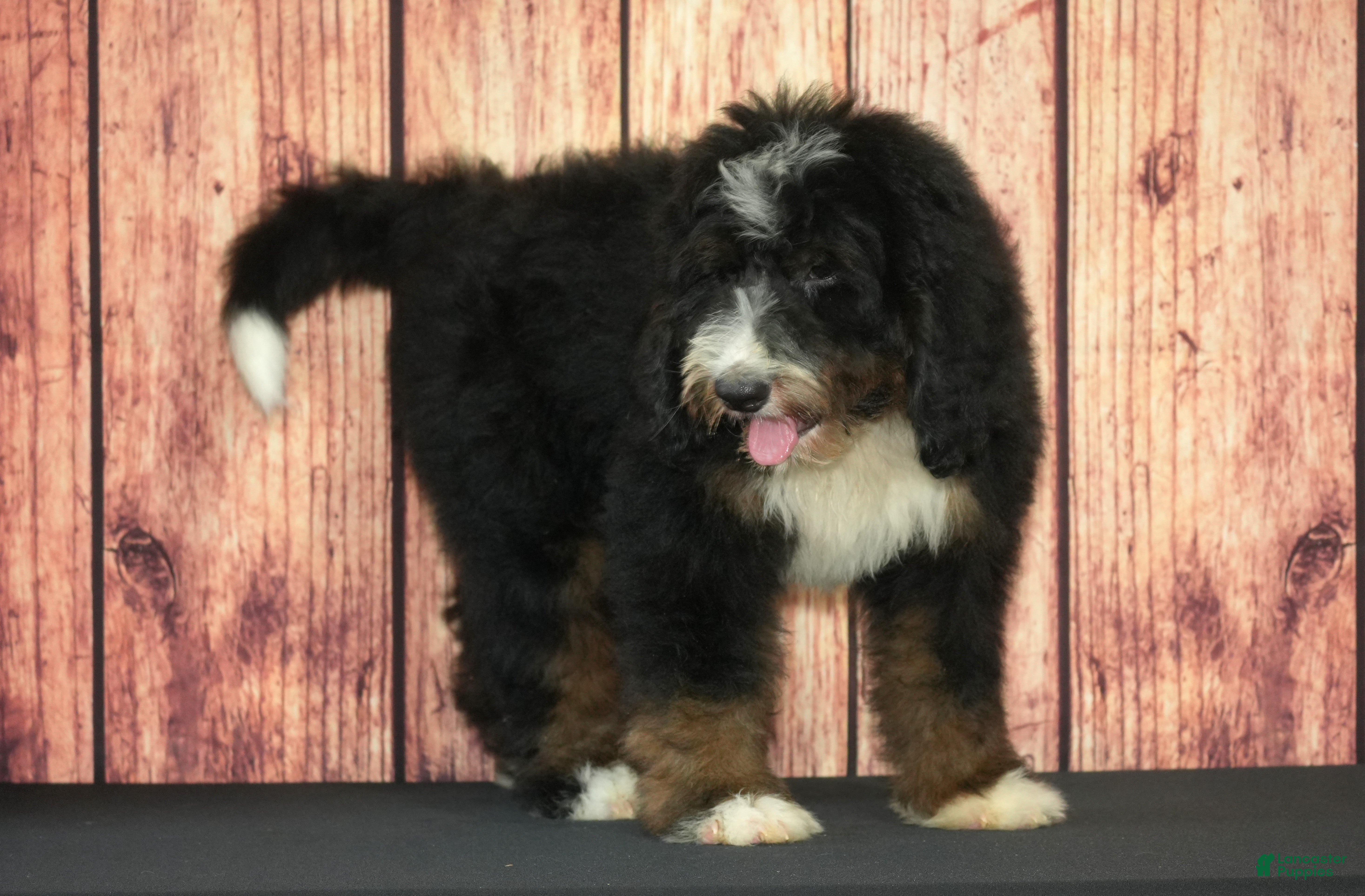 Bernedoodle dogs Wally - Ad 31