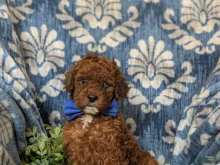 Cockapoo dogs for sale: Franklin Hypoallergenic - Ad 2