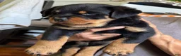 Rottweiler dogs for sale: Rottweiler Puppy 1 - Ad 1