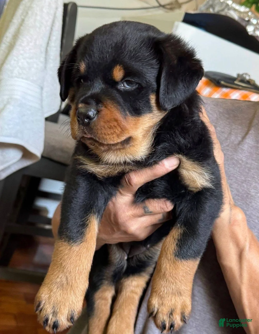 Rottweiler dogs for sale: Rottweiler Puppy 1 - Ad 1