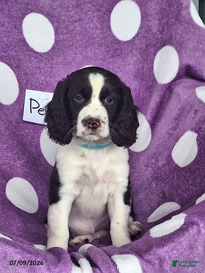 English Springer Spaniel dogs Penny - Ad 1
