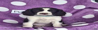 Penny