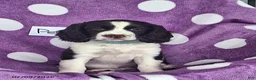 English Springer Spaniel dogs for sale: Penny - Ad 1