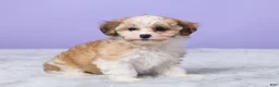 Maltipoo dogs for sale: Heidi - Ad 4