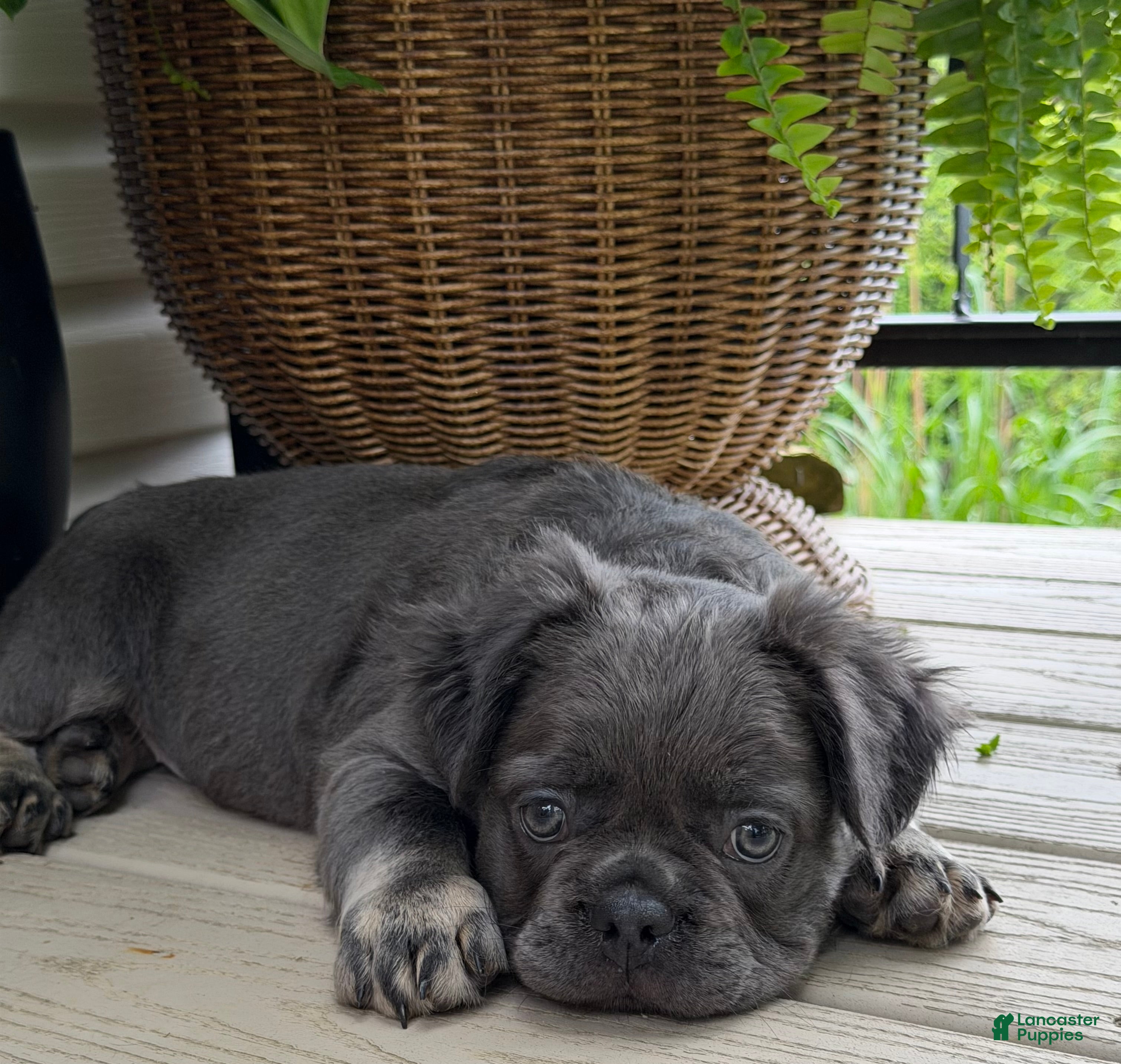 French Bulldog dogs Otis - Ad 2
