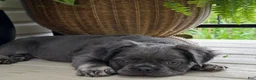 French Bulldog dogs for sale: Otis - Ad 2