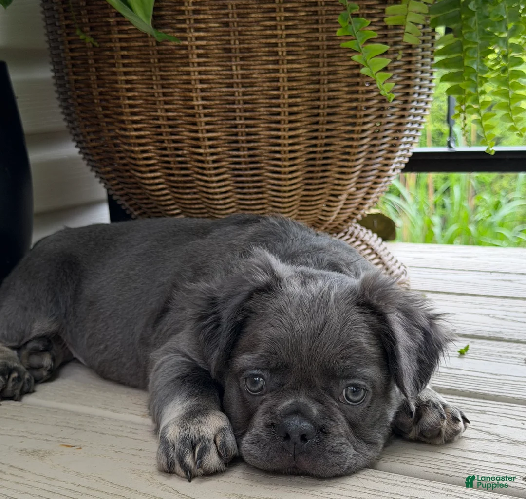French Bulldog dogs for sale: Otis - Ad 2