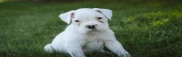 Boxer dogs for sale: Daisy - Ad 5