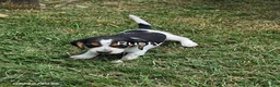 Beagle dogs for sale: Rusty - Ad 1