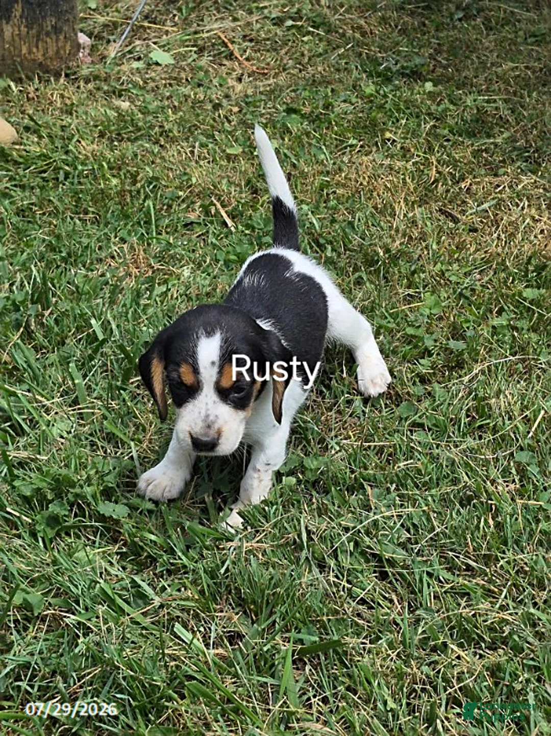 Beagle dogs for sale: Rusty - Ad 1