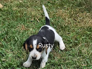 Beagle dogs Rusty - Ad 29
